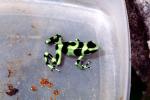 Poison Dart frog, AATV01P05_06