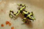 Poison Dart Frog, AATV01P05_07.4097
