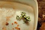 Poison Dart Frog, AATV01P05_07