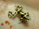 Poison Dart Frog, AATV01P05_07B