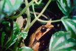 Malayan Horned Frog, (Megophrys nasuta), Megophryidae, Megophrys, Pelobatida, Leaf Frog, AATV01P05_17.1708