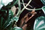 Malayan Horned Frog, (Megophrys nasuta), Megophryidae, Megophrys, Pelobatida, Leaf Frog, AATV01P05_17