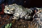 Western Toad, (Anaxyrus boreas), Bufonidae, AATV01P05_19