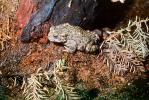 Western Toad, (Anaxyrus boreas), Bufonidae, AATV01P06_01