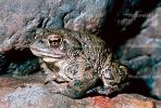 Western Toad, (Anaxyrus boreas), Bufonidae, AATV01P06_11.2565