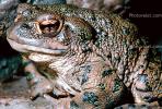 Western Toad, (Anaxyrus boreas), Bufonidae, AATV01P06_11B.2565