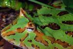 Argentine horned frog, (Ceratophrys ornata), [Lepodactylidae], pacman frog, eye, AATV01P06_18.2565
