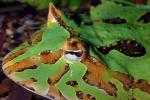 Argentine horned frog, (Ceratophrys ornata), [Lepodactylidae], pacman frog, eye, AATV01P06_18B.2565