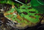 Argentine horned frog, (Ceratophrys ornata), [Lepodactylidae], pacman frog, Biomimicry, AATV01P06_19.1708