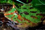 Argentine horned frog, (Ceratophrys ornata), [Lepodactylidae], pacman frog, Biomimicry, AATV01P06_19B.1708