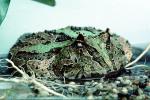 Argentine horned frog, (Ceratophrys ornata), [Lepodactylidae], pacman frog