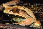 Malayan Horned Frog, (Megophrys nasuta), Megophryidae, Megophrys, Pelobatida, Leaf Frog, AATV01P07_08.2565