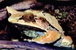 Malayan Horned Frog, (Megophrys nasuta), Megophryidae, Megophrys, Pelobatida, Leaf Frog, AATV01P07_08