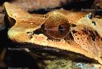 Malayan Horned Frog, (Megophrys nasuta), Megophryidae, Megophrys, Pelobatida, Leaf Frog, AATV01P07_08B.2565