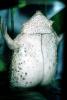 Suriname Toad, (Pipa pipa), Pipidae