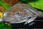 African Clawed Frog, (Xenopus laevis), Pipidae, AATV01P07_15B.2565