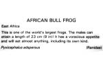 African Bull Frog, (Pyxicephalus adspersus),[Ranidae], AATV01P07_17