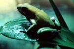 Black-Legged Poison Frog, AATV01P08_06