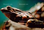Northern Leopard Frog, (Rana pipiens), Ranidae, AATV01P08_09.2565
