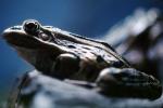 Northern Leopard Frog, AATV01P08_09