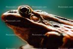 Northern Leopard Frog, (Rana pipiens), Ranidae, AATV01P08_09B.2565