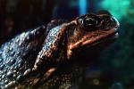 Marine Toad, (Bufo marinus), Bufonidae, Bufo, Rhinella, poisonous predator, AATV01P08_17