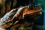 Marine Toad, (Bufo marinus), Bufonidae, Bufo, Rhinella, poisonous predator, AATV01P08_18