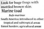 Marine Toad, (Bufo marinus), Bufonidae, Bufo, Rhinella, poisonous predator, AATV01P08_19
