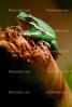 Green Tree Frog, (Hyla cinerea), Hylidae, AATV01P09_01B.2565
