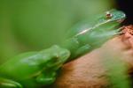 Green Tree Frog, (Hyla cinerea), Hylidae, AATV01P09_02.4097