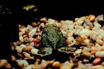 Western Green Toad, (Bufo debilis), [Bufonidae], AATV01P09_04.4097