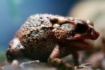 Southern Toad, (Bufo terrestris), Bufonidae, AATV01P09_17