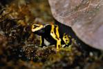 Bumblebee Dart-Poison Frog, Dendrobates leucomelas, AATV01P10_01.1708