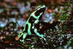 Poison Dart Frog, AATV01P10_10.2565