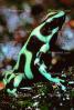 Poison Dart Frog, AATV01P10_10B.2565