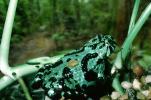 Pacific Tree Frog, AATV01P10_13