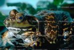 North American Bull Frog, (Rana catesbeiana), Ranidae, AATV01P10_14.2565