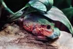 Marsupial Frog, (Gastrotheca riobambae), Hemiphractidae, AATV01P10_15