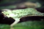 Suriname Toad, (Pipa pipa), Pipidae, AATV01P11_15
