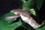 African Clawed Frog, (Xenopus laevis), Pipidae, AATV01P11_19