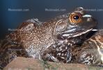 North American Bull Frog, (Rana catesbeiana), Ranidae, AATV01P12_09B.1708