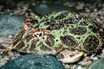 Argentine horned frog, (Ceratophrys ornata), [Lepodactylidae], pacman frog, AATV01P14_02