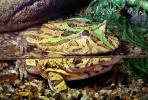 Argentine horned frog, (Ceratophrys ornata), [Lepodactylidae], pacman frog, AATV01P14_07