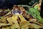 Argentine horned frog, (Ceratophrys ornata), [Lepodactylidae], pacman frog, AATV01P14_10