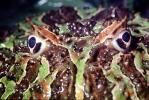 Argentine horned frog, (Ceratophrys ornata), [Lepodactylidae], pacman frog, Biomimicry, AATV01P14_13