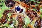 Argentine horned frog, (Ceratophrys ornata), [Lepodactylidae], pacman frog, eye, AATV01P14_15
