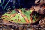 Argentine horned frog, (Ceratophrys ornata), [Lepodactylidae], pacman frog, Biomimicry, AATV01P14_16