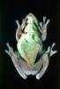 Tree Frog, AATV01P15_06
