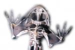 Frog Skull, Skeleton, AATV02P01_01