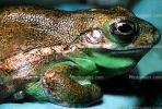 Green Tree Frog, (Hyla cinerea), Hylidae, AATV02P01_13B